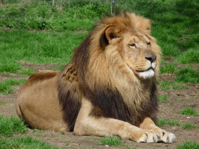 Gir National Park, Lions in Gir